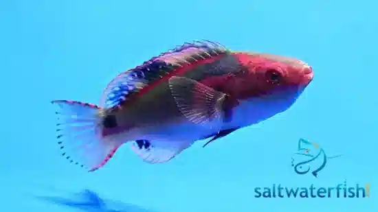 Exquisite Fairy Wrasse