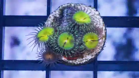 Zoanthid Butt Munchers - Indo Pacific