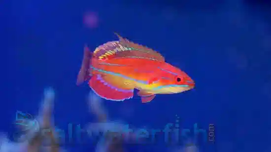 McCosker's Flasher Wrasse: Female: Changing - Africa
