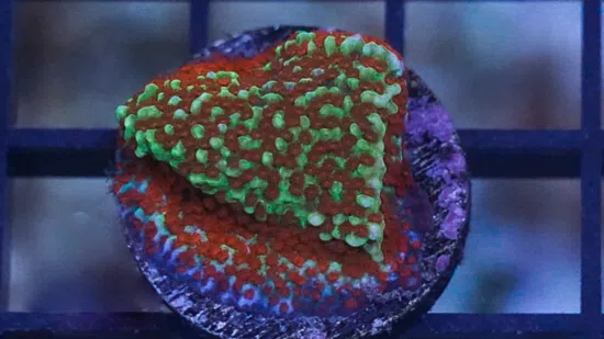 Encrusting Montipora: Green w/Red Polyp w/ Purple Rim - Aquacultured - Save 23%