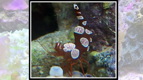 Sexy Shrimp - Altanic