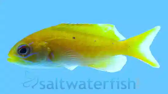 Creole Anthias