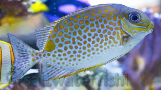 Orangespot Rabbitfish