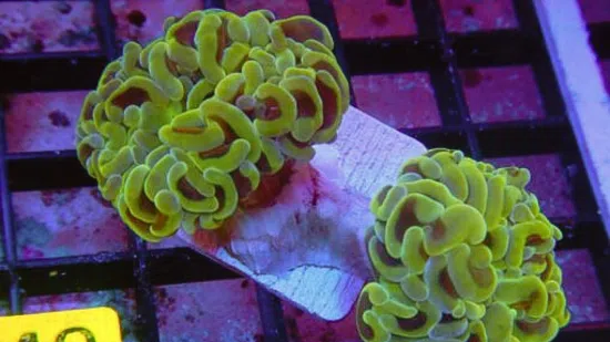 Hammer Coral Branch: Gold - Indo Pacific