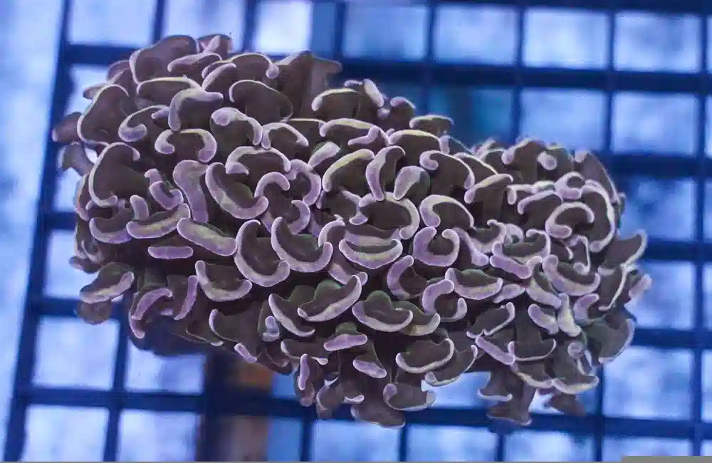 Hammer Coral: Pink/Peach - Australia