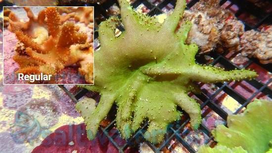 Devil's Hand Leather Coral: Green Polyps
