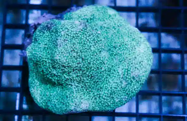 Montipora Coral: Green