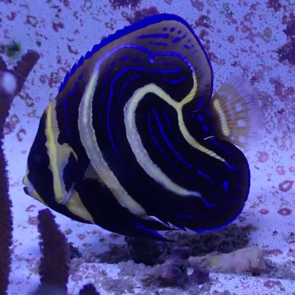 Cortez Angelfish: Juvenile