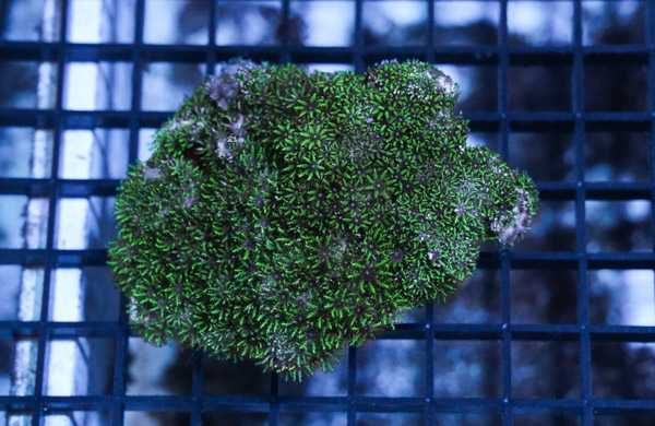 Sympodium Coral: Blue