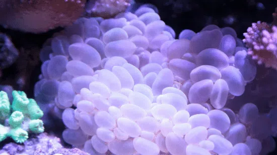 Bubble Coral