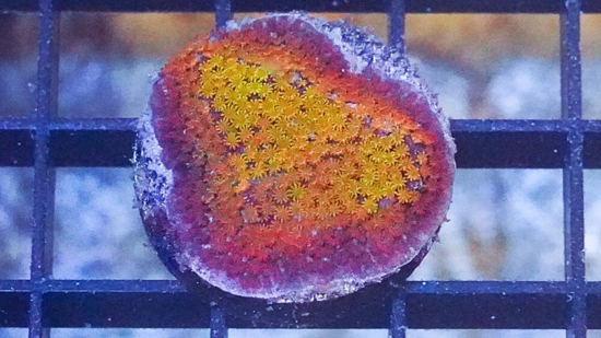 Encrusting Montipora: Fruity Pebbles - Caribbean
