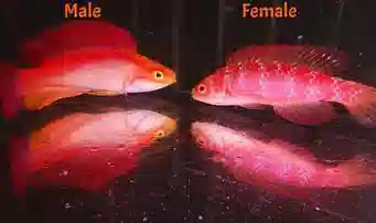 Flame Wrasse: Male