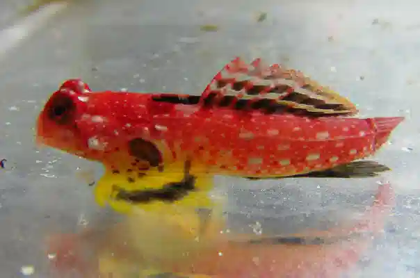 Ruby Red Dragonet