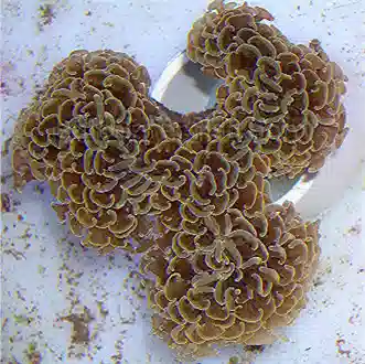 Hammer Coral - Orange