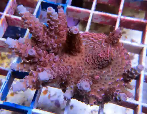 Red Monkey Acropora - Aquacultured #161