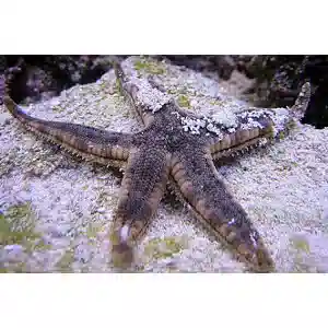Assorted Reef Safe Starfish