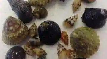 Assorted Cleaner Snails - Group of 20
