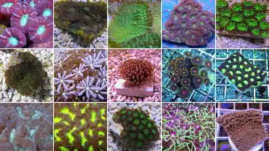 Assorted Coral Frag - 1