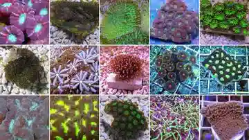 Reef Pack Plus with Coral Frag