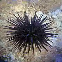 Purple Urchin - Group of 2