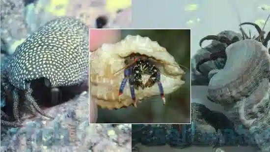 Assorted Hermit Crab