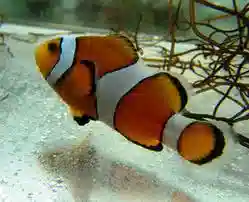 False Percula Clownfish - Aquacultured - Group of 15