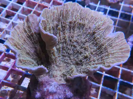 Montipora Capricornis #501