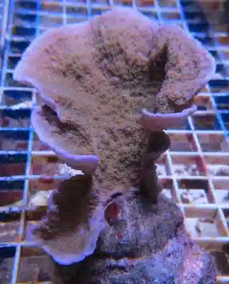 Montipora Capricornis #503