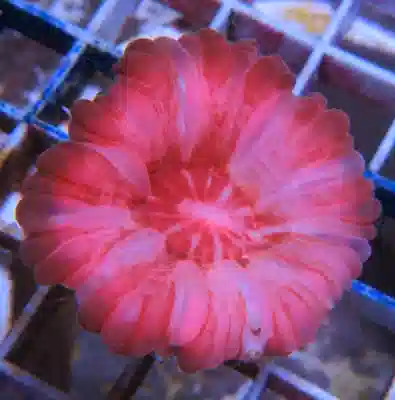 Red Button Coral #706