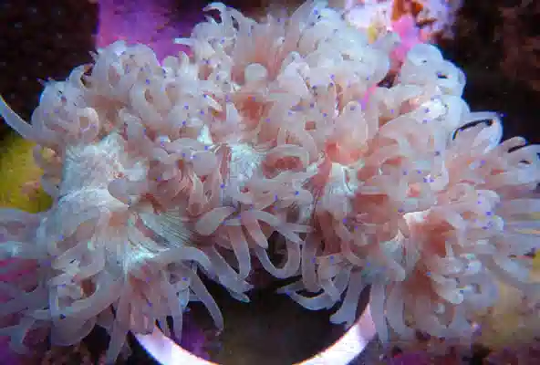 Purple Tip Elegance Coral #708