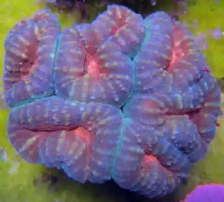 Multicolor Lobophyllia #709