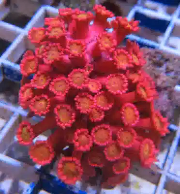 Red Goniopora #711