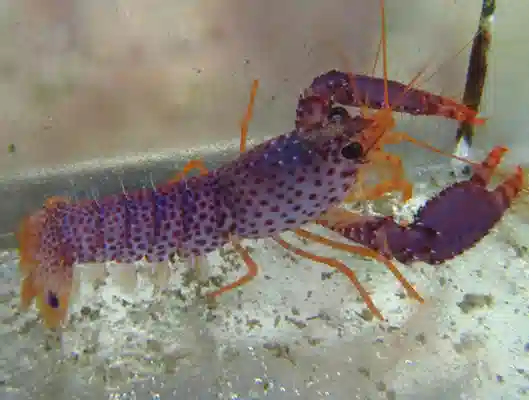 Purple Lobster #723