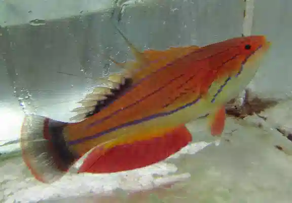 Carpenter's Flasher Wrasse #729