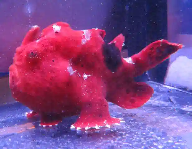 Red Frogfish #403