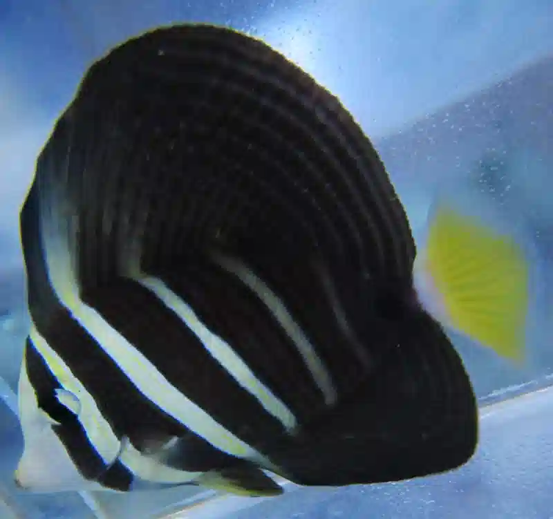 Sailfin Tang - Large #405