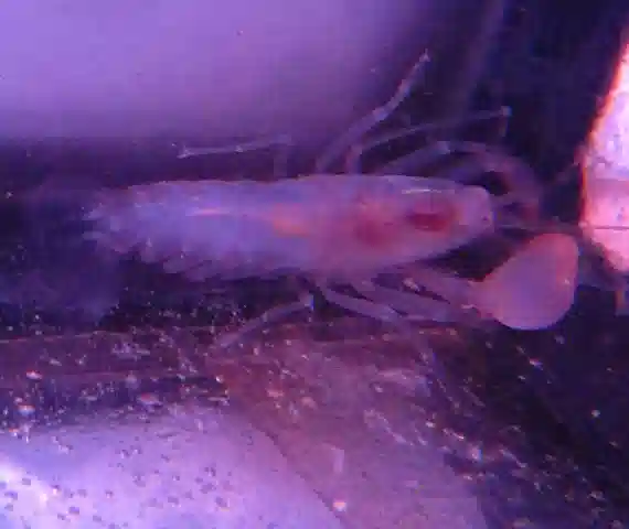 Pistol Shrimp #408