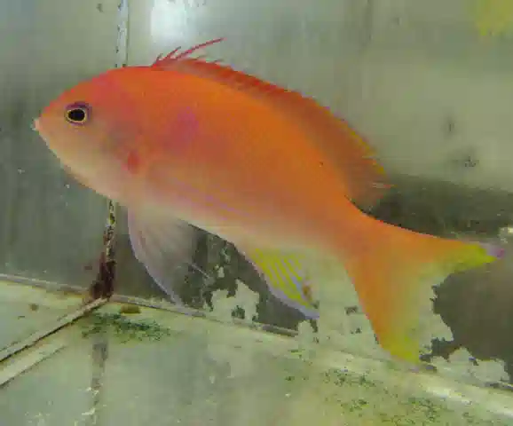 Pink Square Anthias - Male (Large) #413