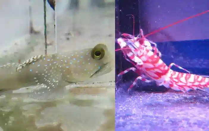 Banded Watchman Shrimpgoby w/ Tiger Pistol