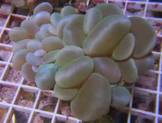 Bubble Coral - Green #T 423