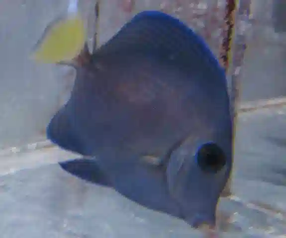 Atlantic Blue Tang #424