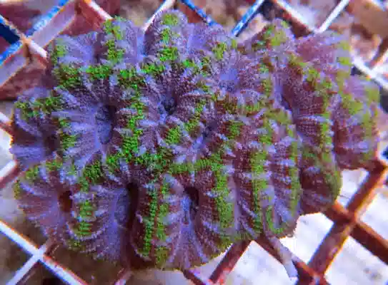 Purple and Green Aussie Acan #808