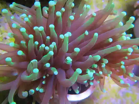 Green Tip Torch Coral #811