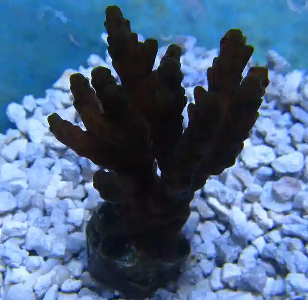 Midnight Plum Acropora - Frag #215