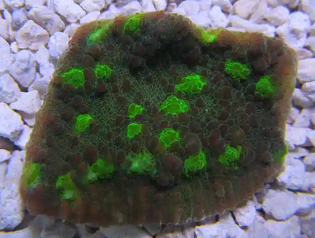 Green Eye Chalice Pectinia - Frag #T 226