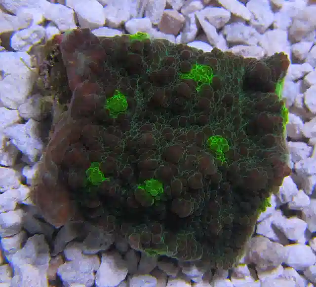 Green Eye Chalice Pectinia - Frag #T 227