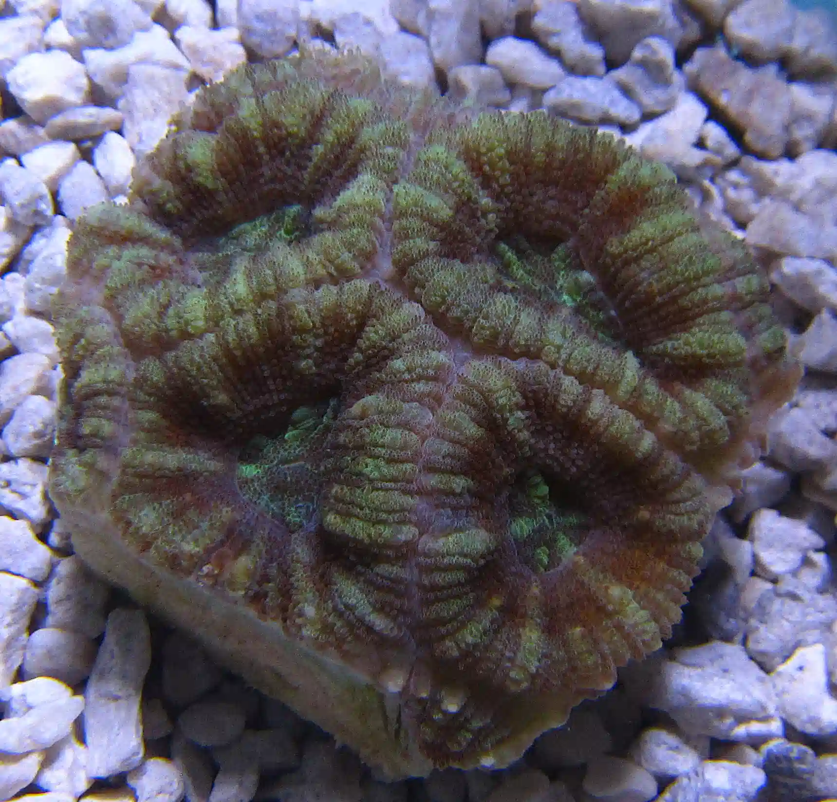 Acan - frag #T 228