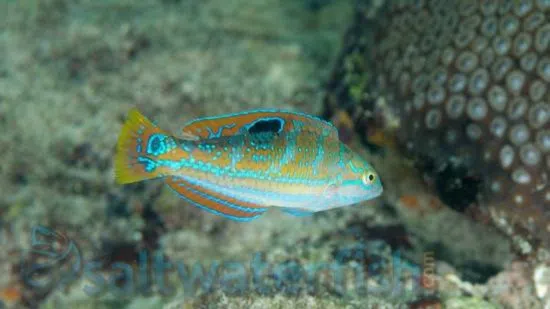Pudding Wife Wrasse - Save 22%