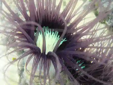 Tube Anemone - Lavender