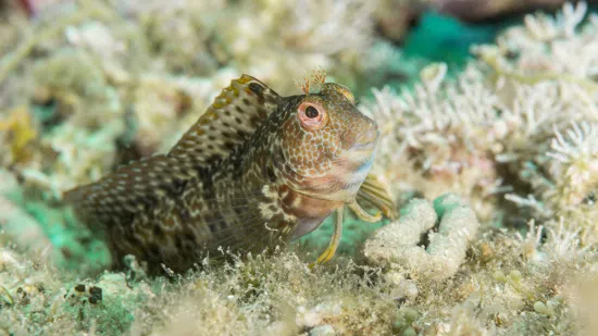 linear blenny